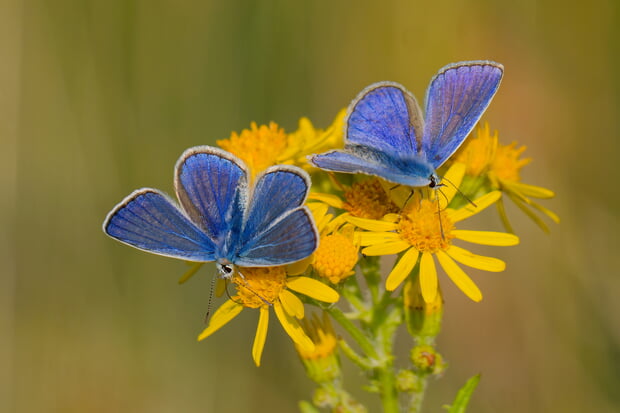 Bläulinge auf Jakobskreuzkraut
