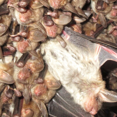 Vortrag: "Flederm&auml;use brauchen Freunde" 