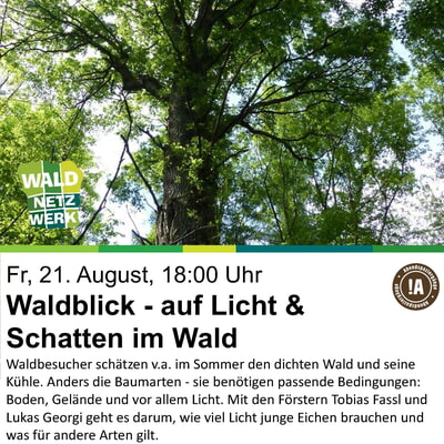 Waldblick &ndash; auf Licht und Schatten im Wald